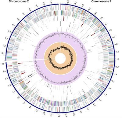 Complete genome sequence of Vibrio gazogenes PB1: an estuarine bacterium capable of producing prodigiosin from starch or cellulose